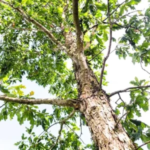 White Oak Live Plant Seedling – 12-18