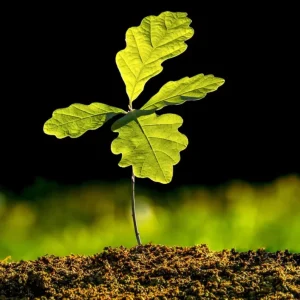 White Oak Live Plant Seedling – 12-18