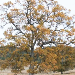 White Oak Live Plant Seedling – 12-18