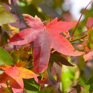 White Oak Live Tree - Quercus alba - 12-18" Tall - 4" Pot - Deciduous Shade Tree - Image 1