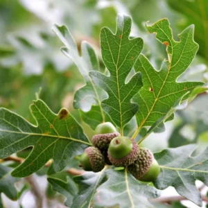 White Oak Live Tree - Quercus Alba - 12-18