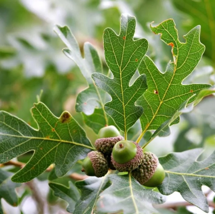 White Oak Live Tree - Quercus Alba - 12-18" Tall, 4" Pot - Deciduous Shade Tree - Image 2