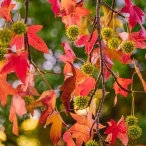 White Oak Live Tree - Quercus alba - 12-18