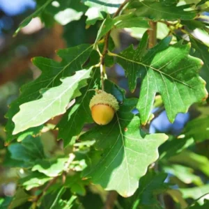 White Oak Live Tree - Quercus Alba - 12-18