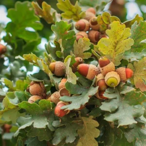 White Oak Live Tree - Quercus Alba - 12-18" Tall, 4" Pot - Deciduous Shade Tree - Image 1