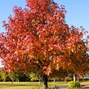 White Oak Live Tree - Quercus alba - 12-18