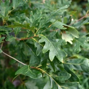 White Oak Live Tree - Quercus Alba - 12-18