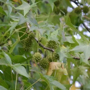 White Oak Live Tree - Quercus alba - 12-18