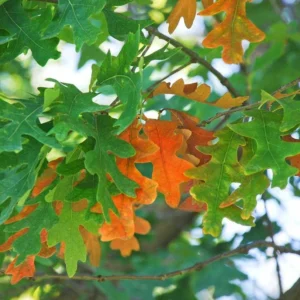White Oak Live Tree - Quercus Alba - 12-18