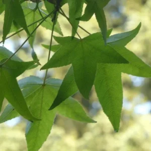 White Oak Live Tree - Quercus alba - 12-18