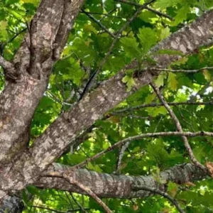 White Oak Live Tree - Quercus Alba - 12-18