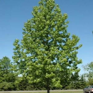 White Oak Live Tree - Quercus alba - 12-18