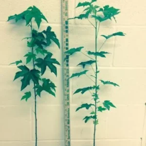 White Oak Live Tree - Quercus alba - 12-18