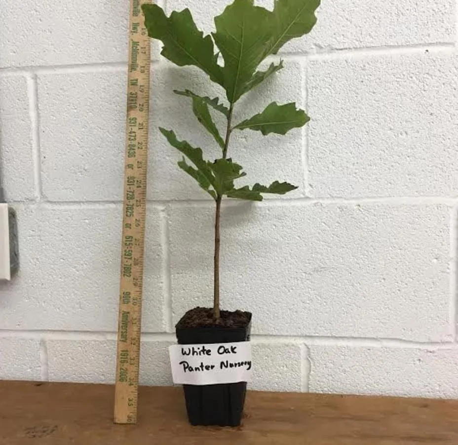 White Oak Live Tree - Quercus Alba - 12-18" Tall, 4" Pot - Deciduous Shade Tree - Image 9