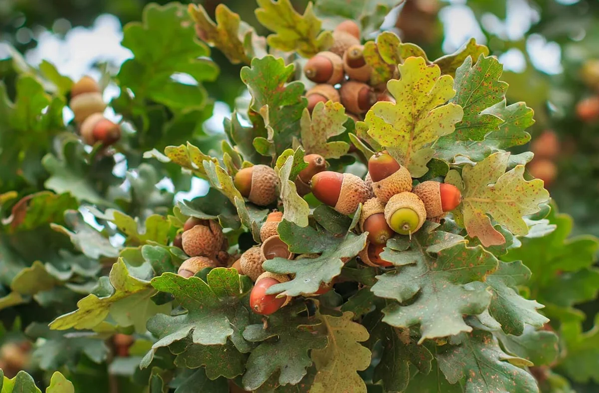 White Oak Live Tree - Quercus Alba - 12-18" Tall, 4" Pot - Deciduous Shade Tree - Image 1