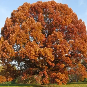 White Oak Tree Bareroot - Quercus alba - Live Plant - 18-30 inches Tall - Outdoor - Image 3