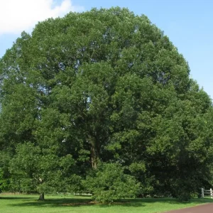 White Oak Tree Bareroot - Quercus alba - Live Plant - 18-30 inches Tall - Outdoor - Image 1