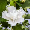 White Pillar Hibiscus Live Plant – Rose of Sharon Shrub – 4 inch Pot – Outdoor - Image 1