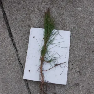 White Pine Live Plant – Pinus Strobus Seedling – Evergreen Tree – Up to 10 Inches Tall – Outdoor - Image 2