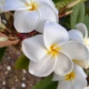 White Plumeria Champa Cuttings - 10-12 inch Unrooted Tropical Plant, Fragrant, Big 3" Flowers - Image 1