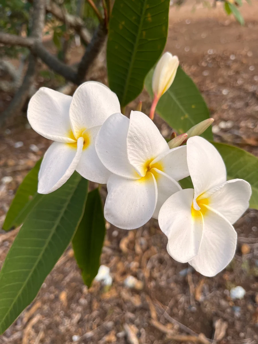 White Plumeria Champa Cuttings - 10-12 inch Unrooted Tropical Plant, Fragrant, Big 3" Flowers - Image 2