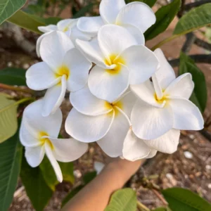 White Plumeria Champa Cuttings - 10-12 inch Unrooted Tropical Plant, Fragrant, Big 3