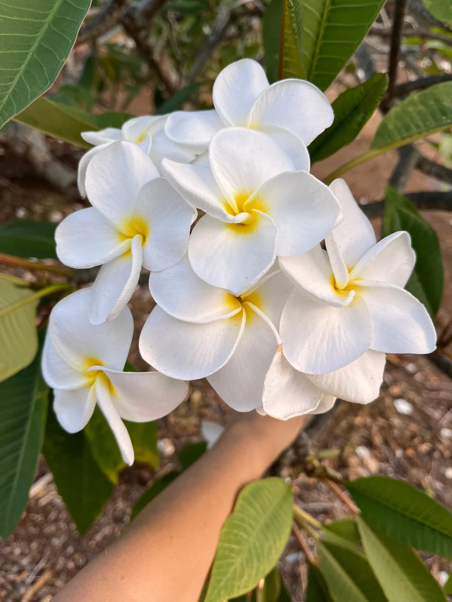 White Plumeria Champa Cuttings - 10-12 inch Unrooted Tropical Plant, Fragrant, Big 3" Flowers - Image 3