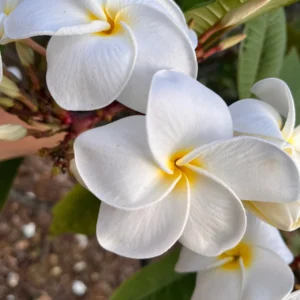 White Plumeria Champa Cuttings - 10-12 inch Unrooted Tropical Plant, Fragrant, Big 3" Flowers - Image 1