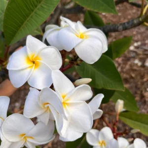 White Plumeria Champa Cuttings - 10-12 inch Unrooted Tropical Plant, Fragrant, Big 3