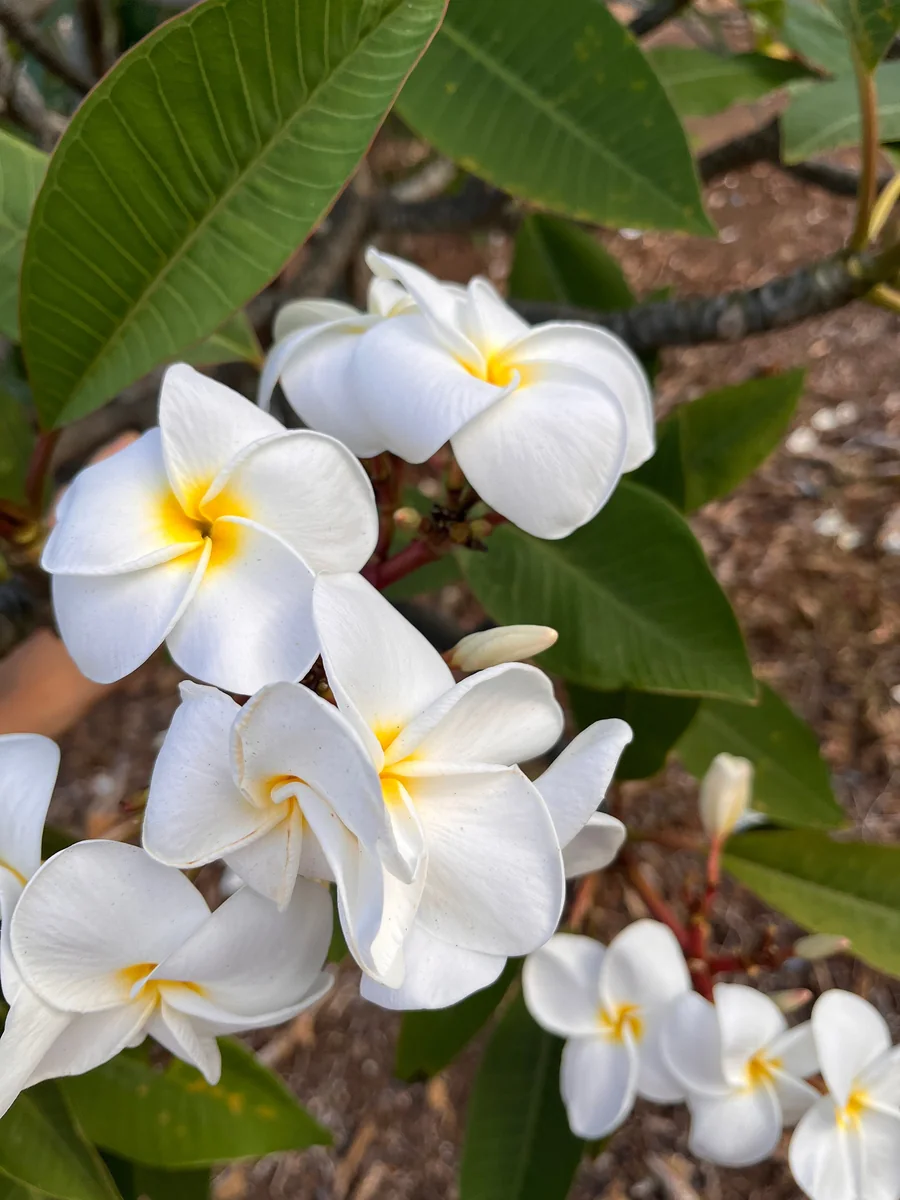 White Plumeria Champa Cuttings - 10-12 inch Unrooted Tropical Plant, Fragrant, Big 3" Flowers - Image 4
