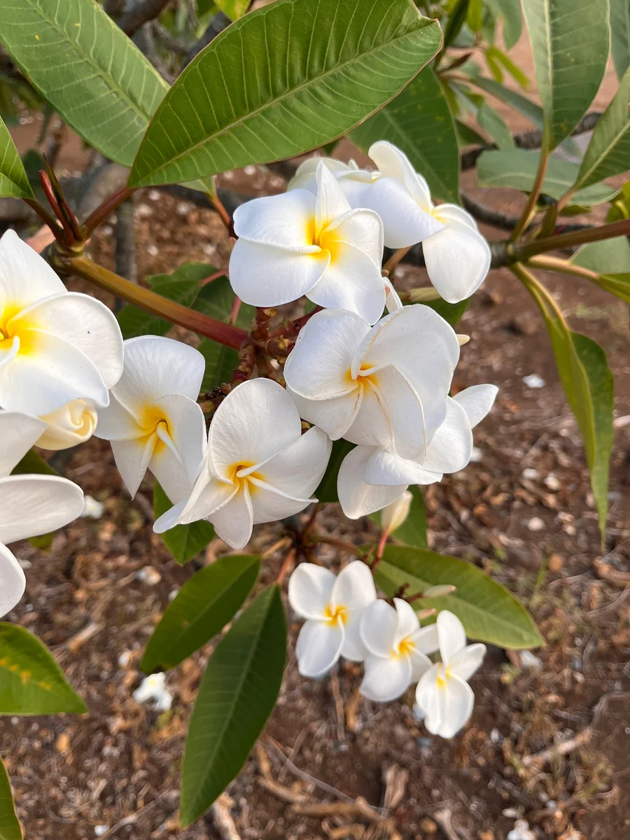 White Plumeria Champa Cuttings - 10-12 inch Unrooted Tropical Plant, Fragrant, Big 3" Flowers - Image 5