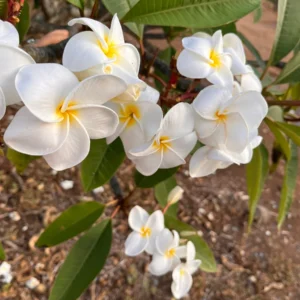 White Plumeria Champa Cuttings - 10-12 inch Unrooted Tropical Plant, Fragrant, Big 3
