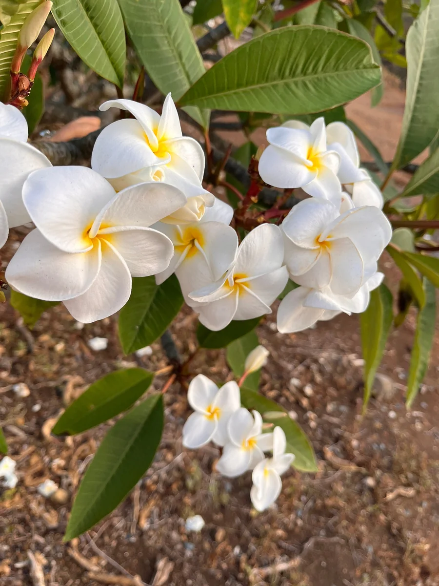 White Plumeria Champa Cuttings - 10-12 inch Unrooted Tropical Plant, Fragrant, Big 3" Flowers - Image 6