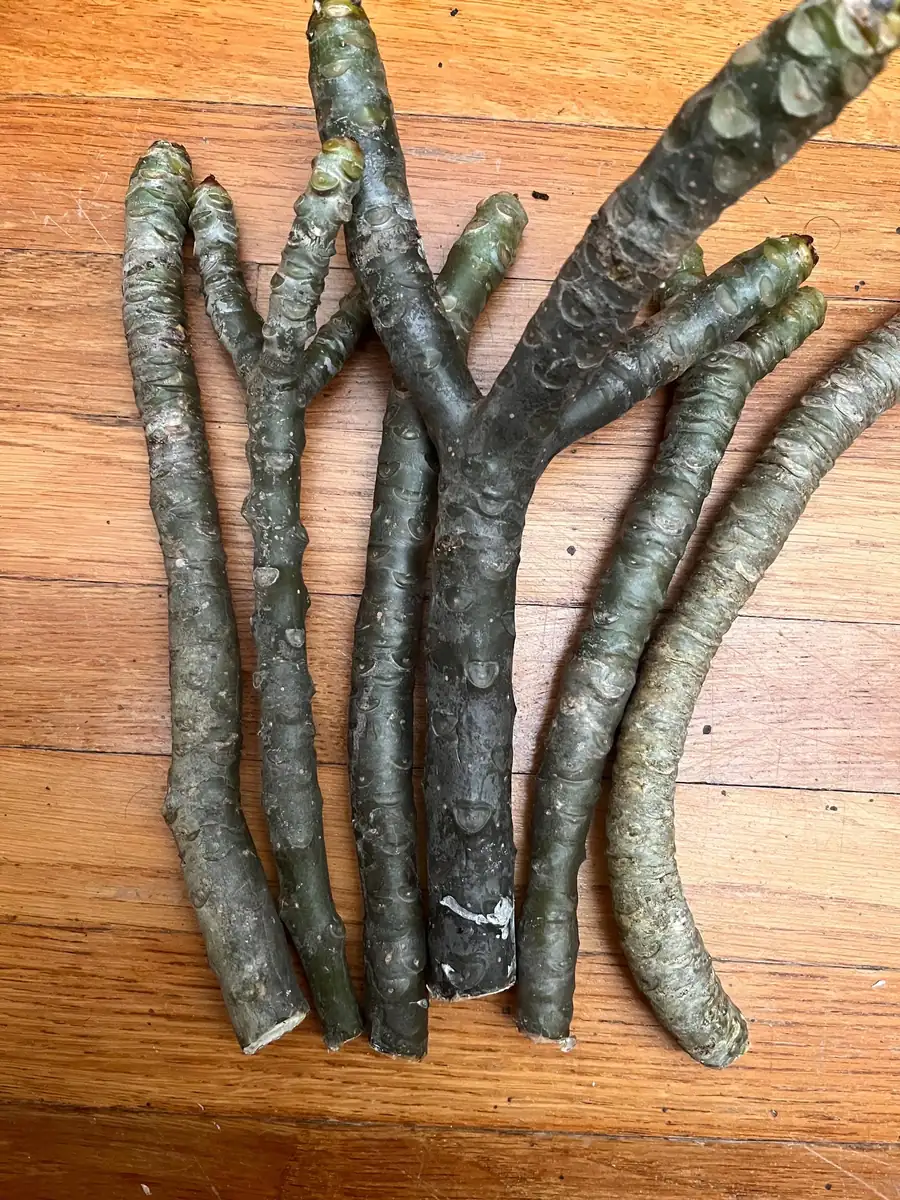 White Plumeria Champa Cuttings - 10-12 inch Unrooted Tropical Plant, Fragrant, Big 3" Flowers - Image 7