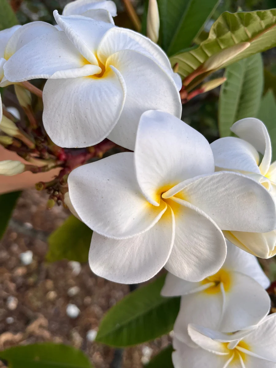 White Plumeria Champa Cuttings - 10-12 inch Unrooted Tropical Plant, Fragrant, Big 3" Flowers - Image 1