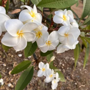White Plumeria Champa Unrooted Cuttings 10-12 in - Fragrant Tropical Plant - Image 6