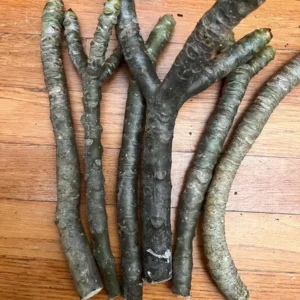 White Plumeria Champa Unrooted Cuttings 10-12 in - Fragrant Tropical Plant - Image 7