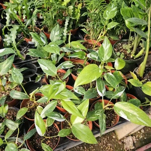 White Princess Philodendron Live Plant – 4in Pot – Indoor Foliage - Image 2