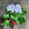 White Queen African Violet Live Plant – 4" Grow Pot – Indoor Flower Plant - Image 1