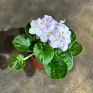 White Queen African Violet Live Plant – 4