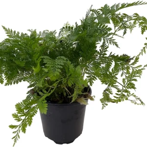 White Rabbit's Foot Fern Live Plant – Davallia fejeensis – 4 inch Pot – Indoor - Image 2