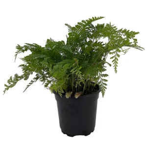 White Rabbit's Foot Fern Live Plant – Davallia fejeensis – 4 inch Pot – Indoor - Image 1