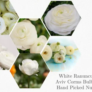 White Ranunculus Bulbs - 10 Jumbo Pack - Shade Tolerant Flower Bulbs - Image 3
