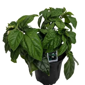 White & Red Bleeding Heart Vine Live Plant - Clerodendrum - 4