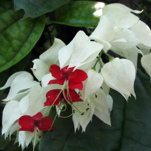 White & Red Bleeding Heart Vine Live Plant - Clerodendrum - 4