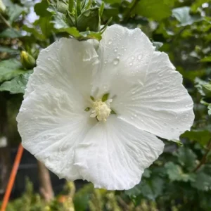 White Rose of Sharon Live Plant – Quart Pot – White Flowering Shrub – Outdoor - Image 2
