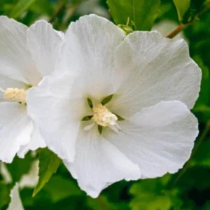 White Rose of Sharon Live Plant – Quart Pot – White Flowering Shrub – Outdoor - Image 4