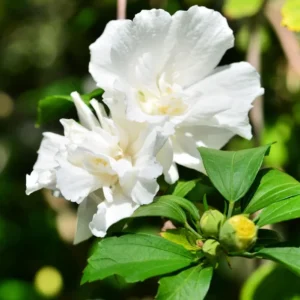 White Rose of Sharon Live Plant – Quart Pot – White Flowering Shrub – Outdoor - Image 6