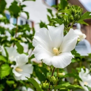 White Rose of Sharon Live Plant – Quart Pot – White Flowering Shrub – Outdoor - Image 7