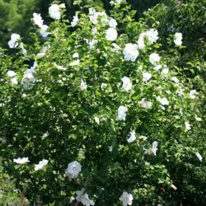 White Rose of Sharon Live Plant – Quart Pot – White Flowering Shrub – Outdoor - Image 9